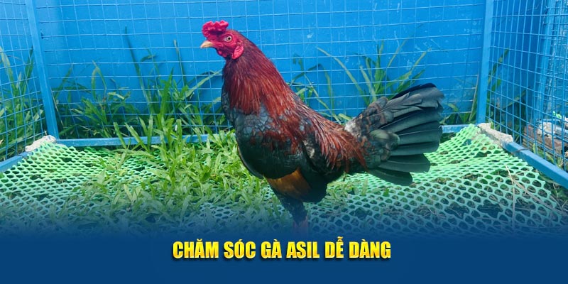 Giống Gà Asil Mạnh Mẽ và Đặc Sắc Tại Jun88 – Khám Phá Ngay 3 Chăm sóc gà Asil dễ dàng