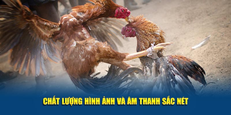 Xem Đá Gà Thomo Trực Tuyến Tại Jun88 – Cập Nhật Liên Tục 3 Chất lượng hình ảnh đẹp