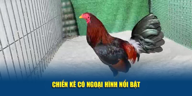 Giống Gà Asil Mạnh Mẽ và Đặc Sắc Tại Jun88 – Khám Phá Ngay 2 Chiến kê có ngoại hình nổi bật
